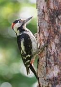 Blutspecht - Syrian woodpecker  (Dendrocopos syriacus)